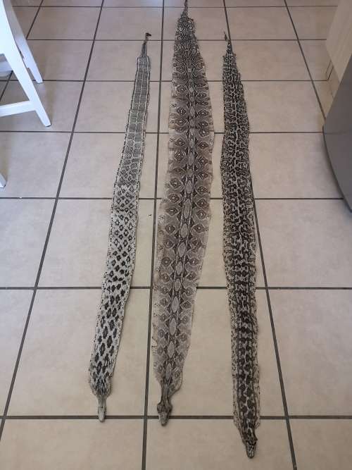 PYTHON SNAKE SKINS. THREE.