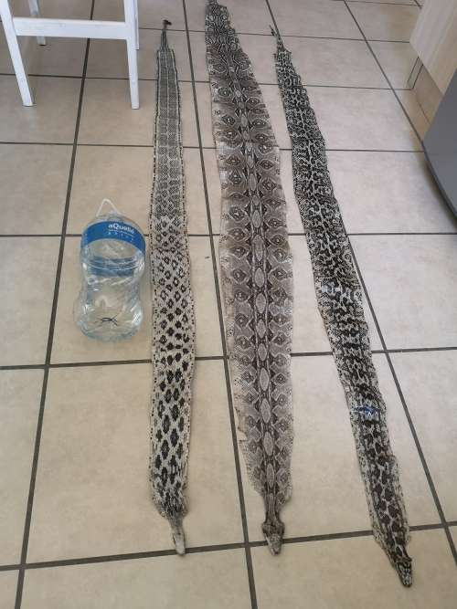 PYTHON SNAKE SKINS. THREE.