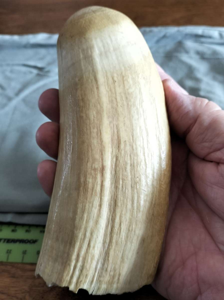 ANTIQUE SPERM WHALE TOOTH.