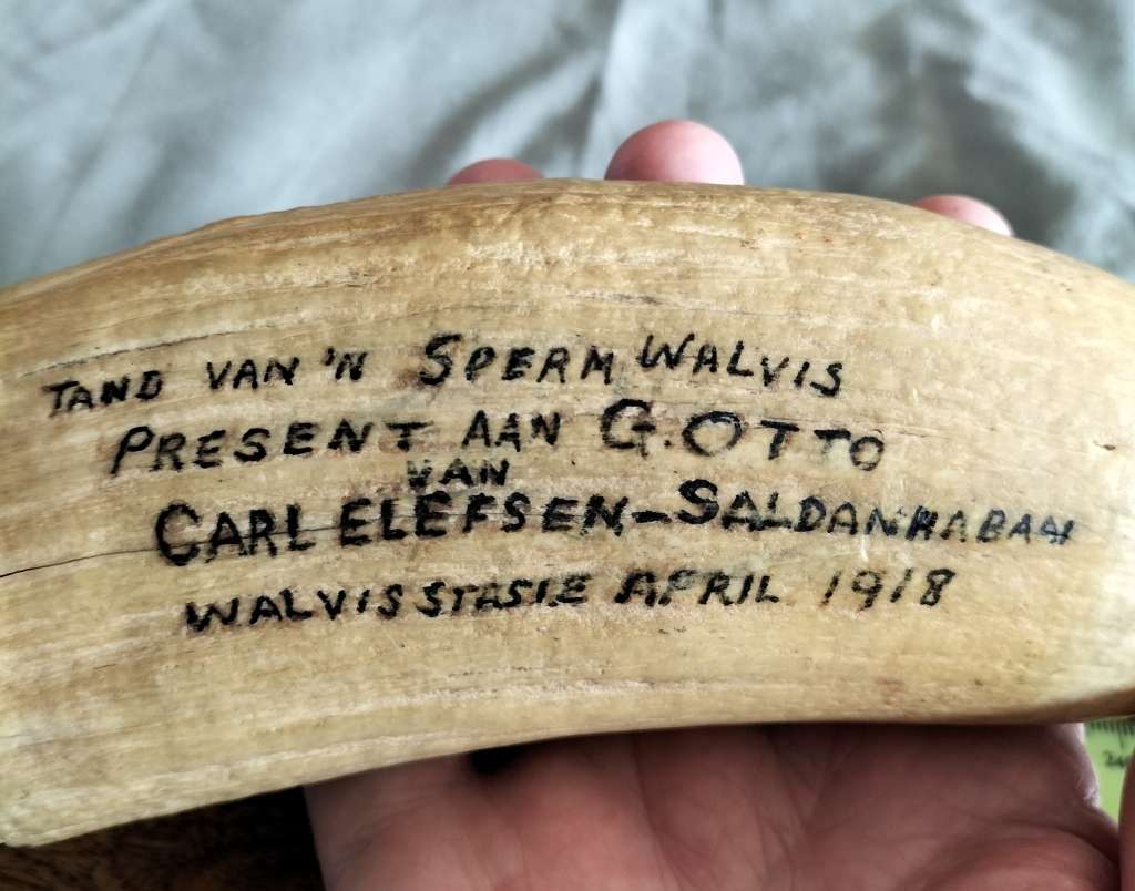 ANTIQUE SPERM WHALE TOOTH.