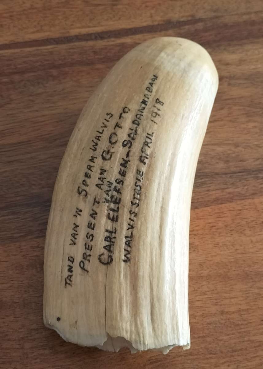 ANTIQUE SPERM WHALE TOOTH.