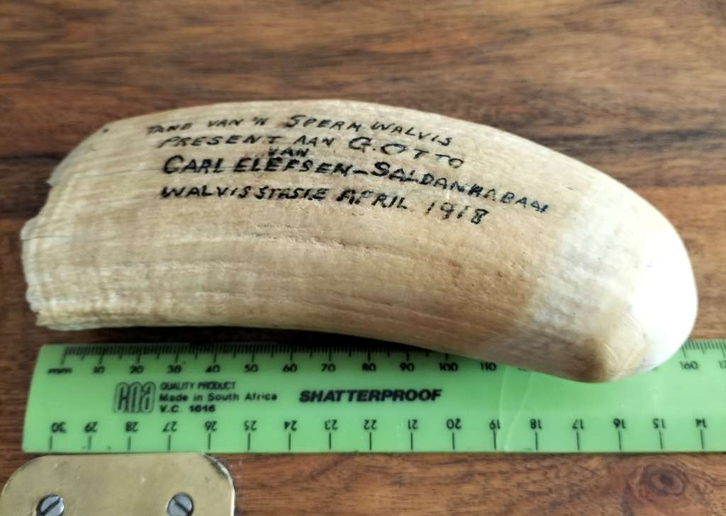 ANTIQUE SPERM WHALE TOOTH.