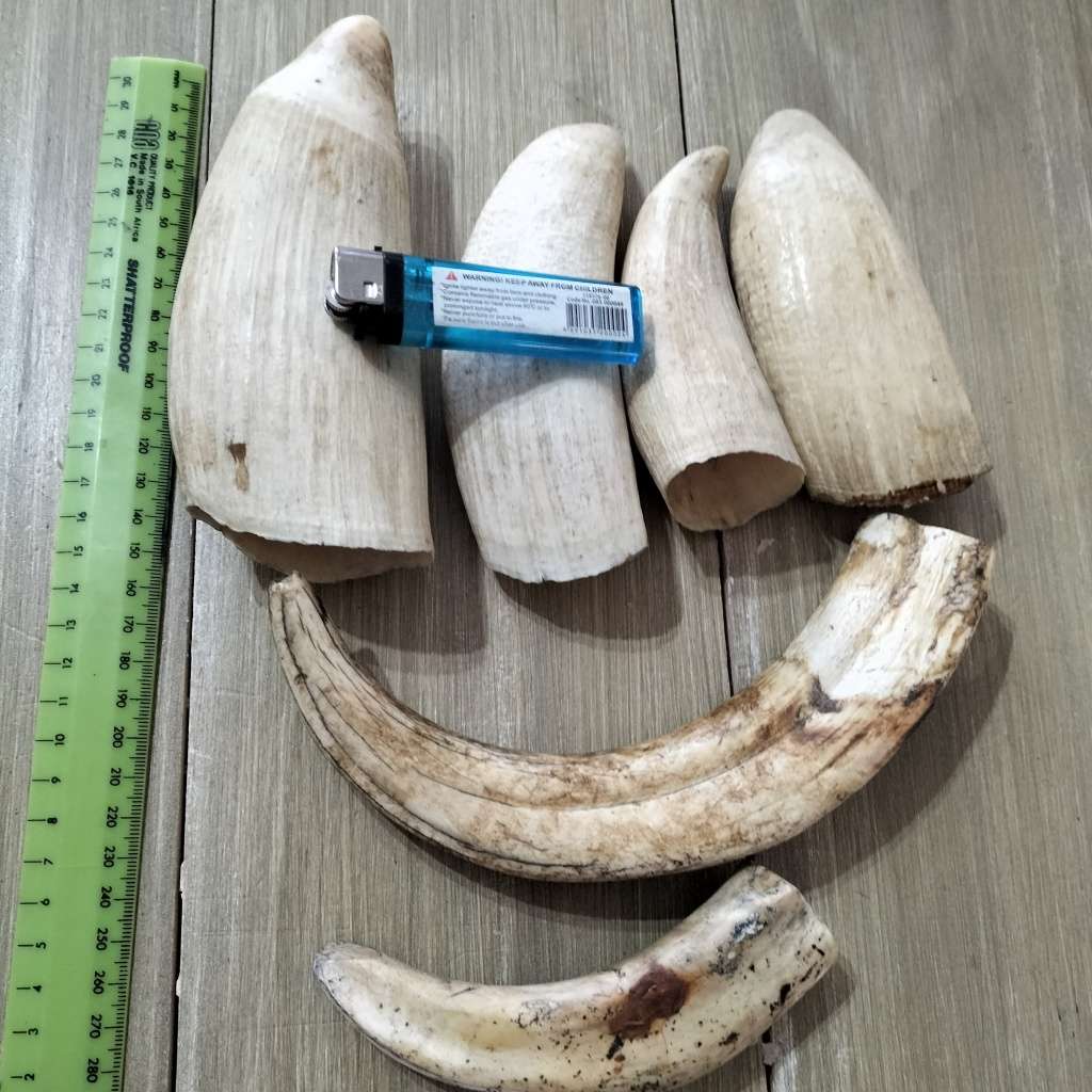 COLLECTION WARTHOG AND SPERM WHALE TOOTH