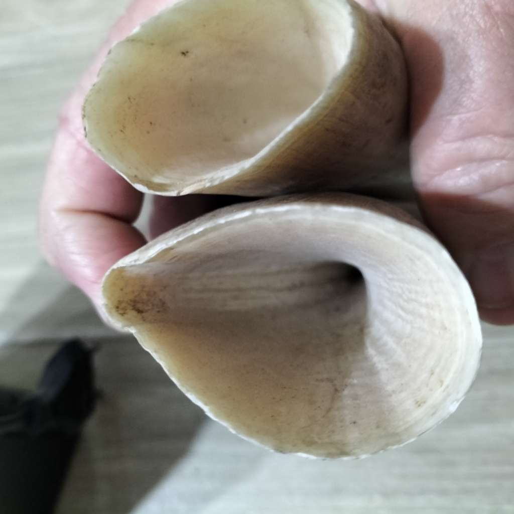 COLLECTION WARTHOG AND SPERM WHALE TOOTH