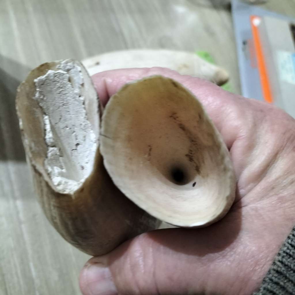 COLLECTION WARTHOG AND SPERM WHALE TOOTH