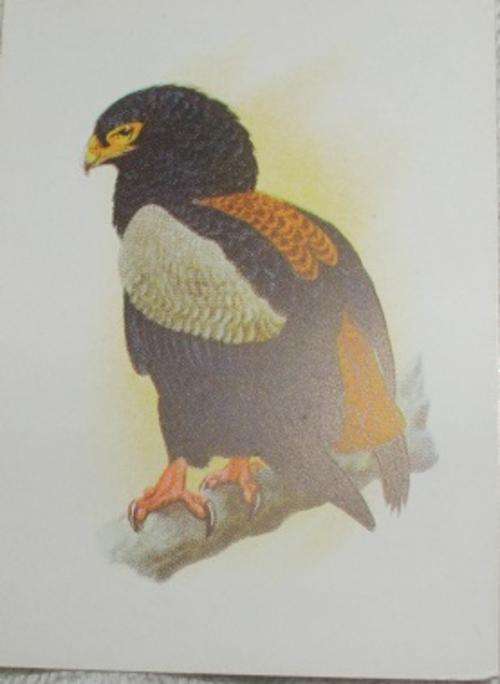 Our South African Birds Bateleur