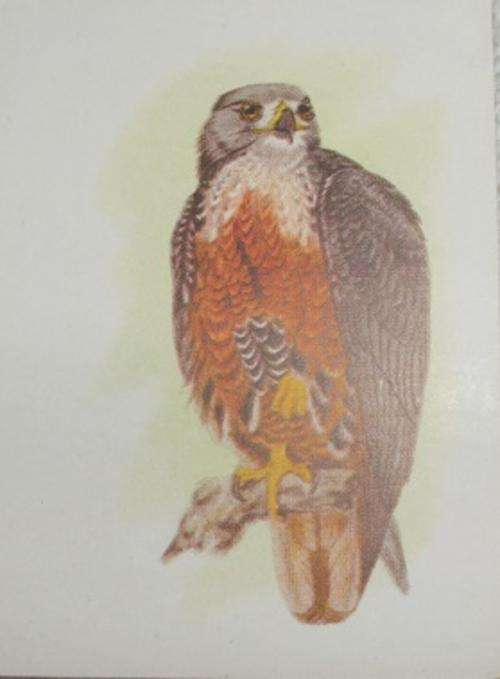 Our South African Birds Jackal Buzzard