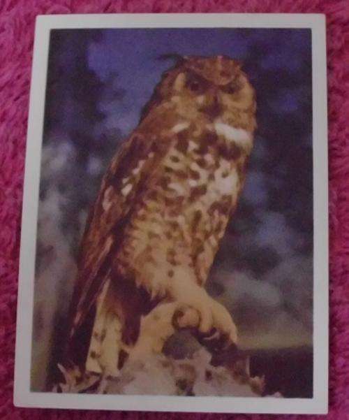 Our South African National Parks Cape Eagle Owl