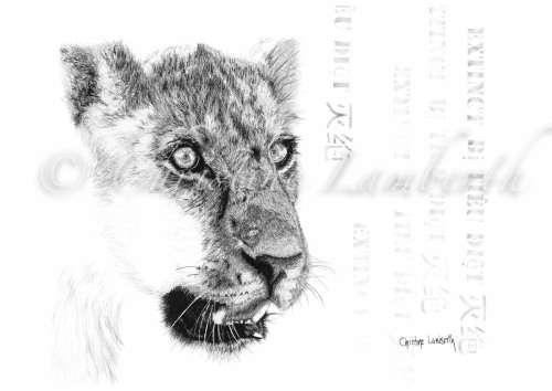 Framed Original Wildlife Art by Christine Lamberth - Crazy Auction - One time offer