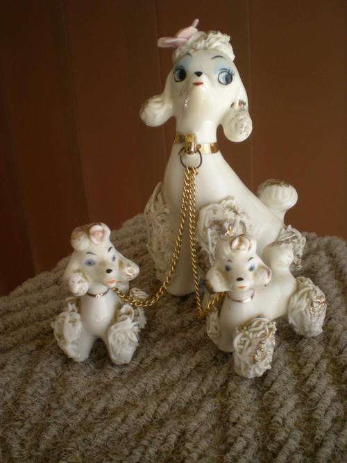 Cute Mummy Poodle with her pups.