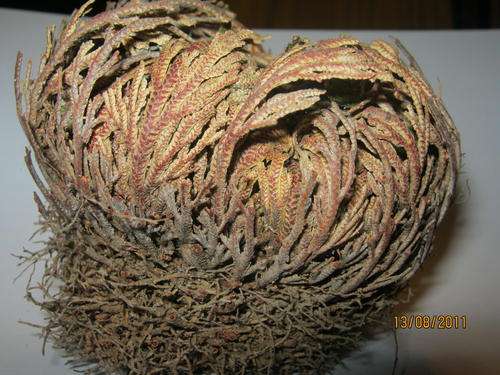 Christmas Special - The Rose of Jericho