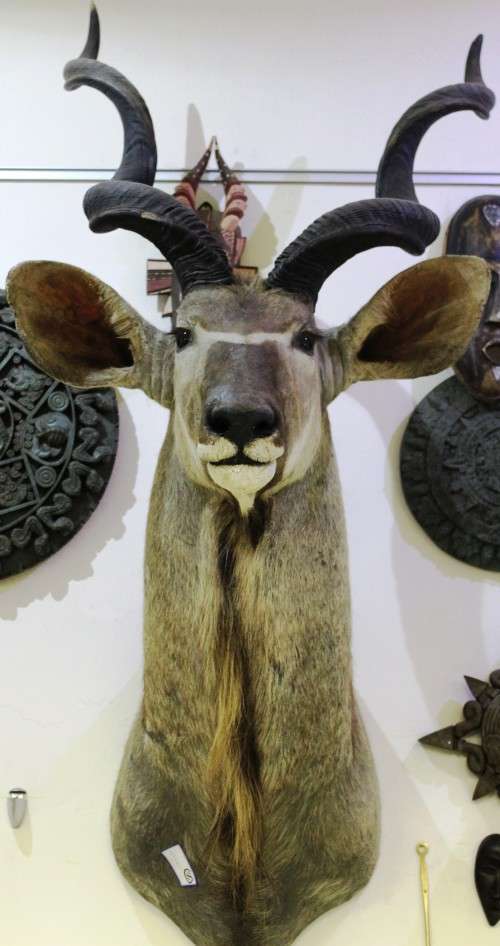 KUDU head