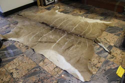 Kudu skin
