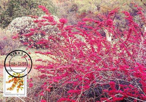 Venda - 1984 Flowers 11c Maxi Card