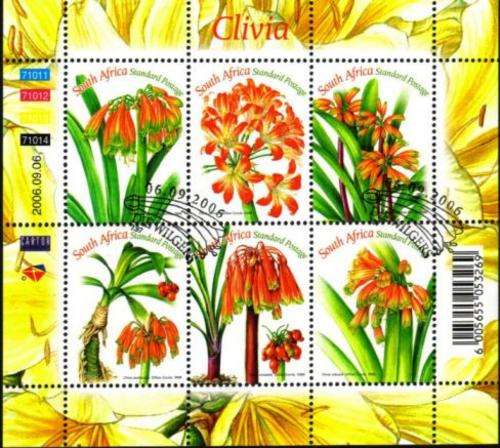 South Africa - 2006 Clivia Sheet Used SACC 1789 (1771)
