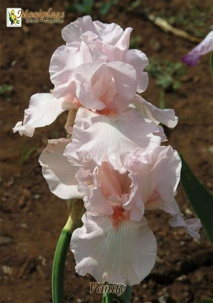 Iris Plants: Variety:  'VANITY' - Ruffled, baby pink, white beard, tipped flamingo