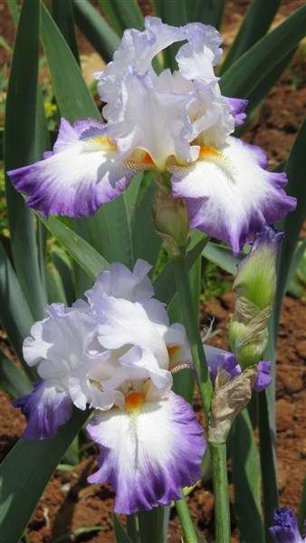 Iris Plants: 'CONJURATION' -  **For the SERIOUS COLLECTOR!!**