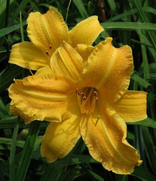 Daylily Plants:  'SOLID GOLD' - Tall, copper gold daylilies - PROLIFIC, REBLOOMING!