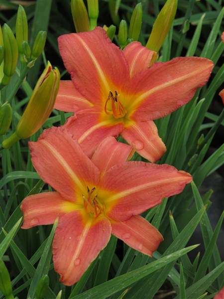 Daylily Plants:  'JEF' - Beautiful Tall & Prolific dark pink daylilies. Excellent bud count!