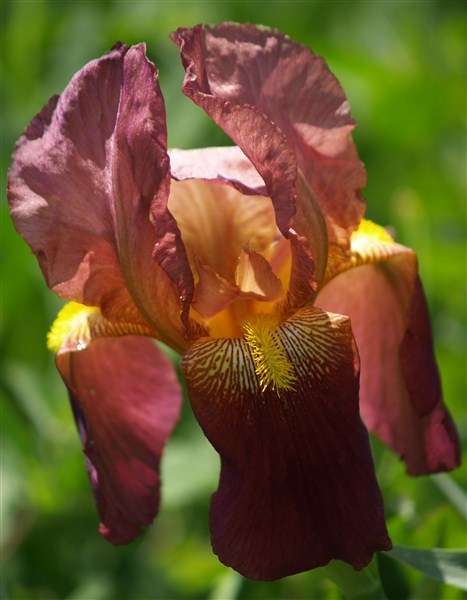 Iris Plants: Variety: RUSSET MANTLE - Tall, Deep maroon