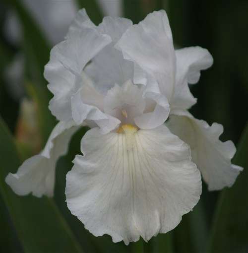 Iris Plants: 'PATRICIA CRAIG' - White as snow, irises - **VIGOROUS GROWER!!**