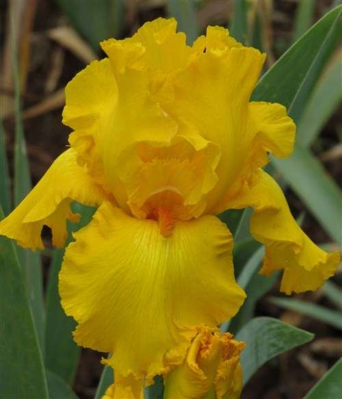 Iris Plants: 'THROB' - Lightly laced dark cadmium yellow - slight sweet fragrance