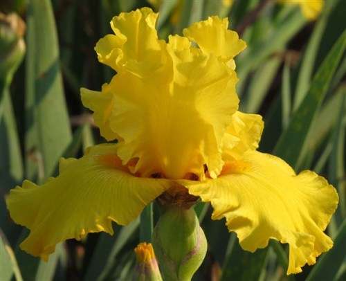 Iris Plants: 'PURE AS GOLD' - Well-formed, heavily ruffled smooth deep gold flowers -Reblooms!
