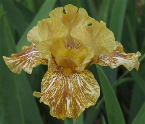 Iris Plants: 'TIGER HONEY' - Butterscotch  with off-white streaking, ruffled, lacy - fragrant!