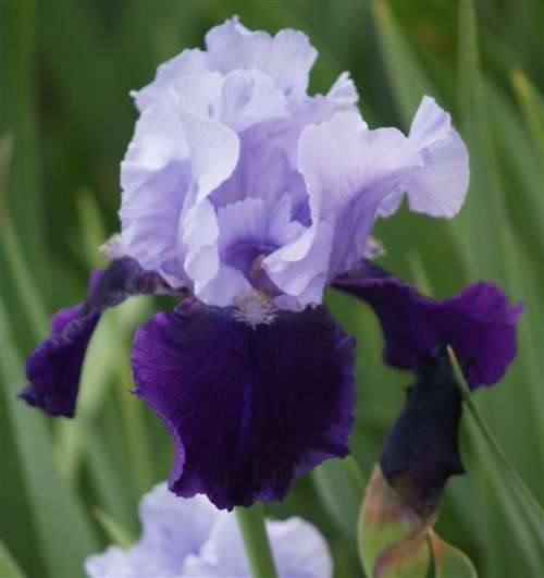 Iris Plants: 'TIPTOE BLUES'  - **BREATHTAKING colour duo!!**