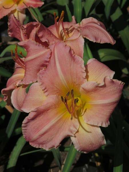 Daylily Plants: 'AVIANCE' Soft peach coloured flowers (medium height) **LIMITED!**