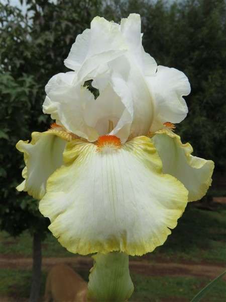 Iris Plants: 'HALLOWEEN HALO' - Pure white & amber yellow, bright orange beard - Fragrant!