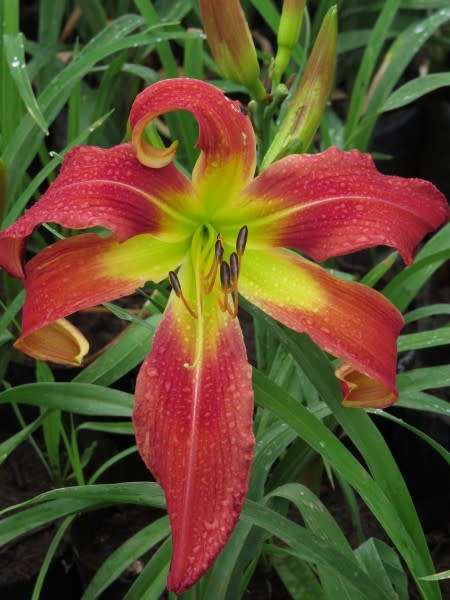Daylily Plants:  Variety:  `LONG STOCKING`  - Eyecatching! `Spider` variety - HUGE flowers!!