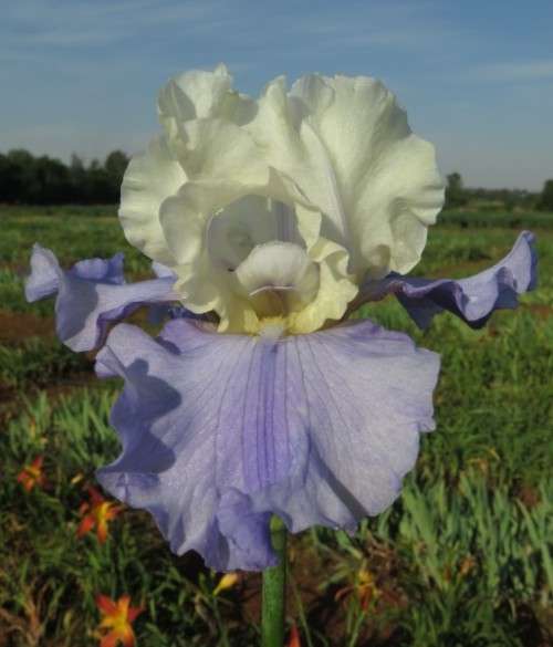 Iris Plants: `STAIRWAY TO HEAVEN` -  Dykes Medal, 2000 - highest award