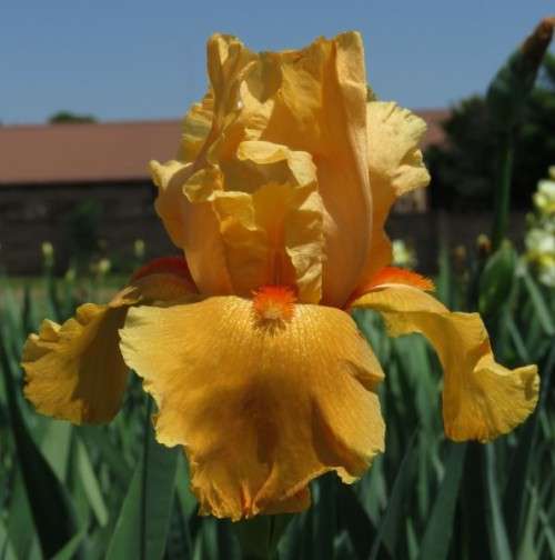 Iris Plants: FLAMING LIGHT - Rich, burnt orange