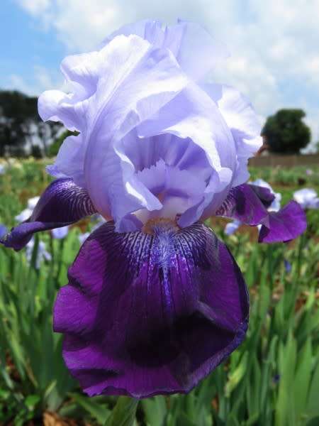 Iris Plants: `MYSTIQUE` - Highest award (Dykes Medal - 1980)