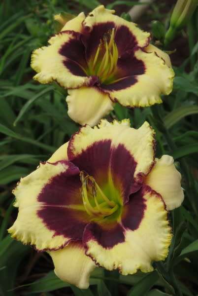 Daylily Plants:  `BLACKTHORNE` - Soft pearl, prominent plum eye zone and edge