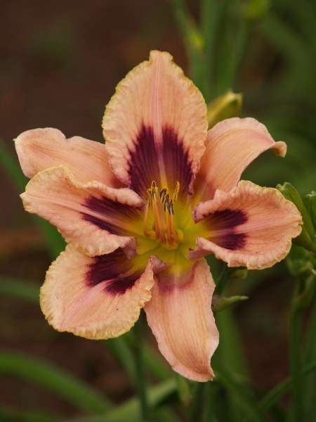 Daylily Plants: Variety: 'PAPER BUTTERFLY' - Soft pink, grape coloured eyezone **LIMITED!**