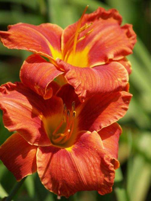 Daylily Plants: MPL MAGMA - BIG, burnt red, recurving flowers on tall stately stems