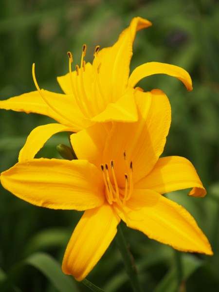 Daylily Plants: COLOUR IN SUMMER? PLANT NOW! - Variety: SILENT WORLD - saffron coloured flowers