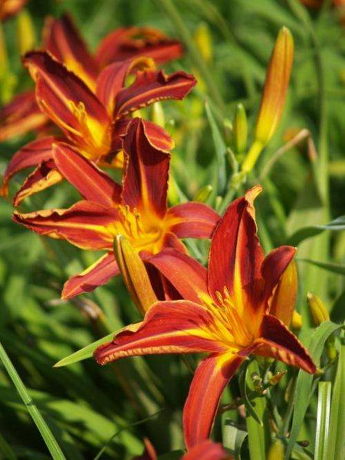 Daylily Plants: 'KING KONG' - Spectacular burnt red flowers. Stunning in mass!