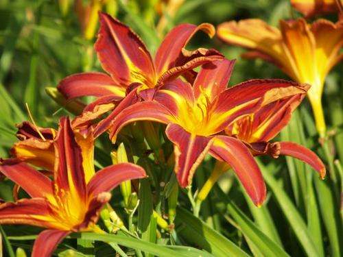 Daylily Plants: 'KING KONG' - **Fiery, red flowers** - **PROLIFIC!**