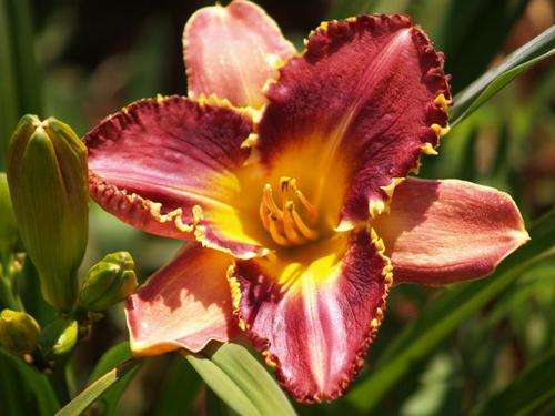Daylily Plants:  'BARRACUDA BAY' - SHOWSTOPPER with ruffled, serrated golden edges. LIMITED!
