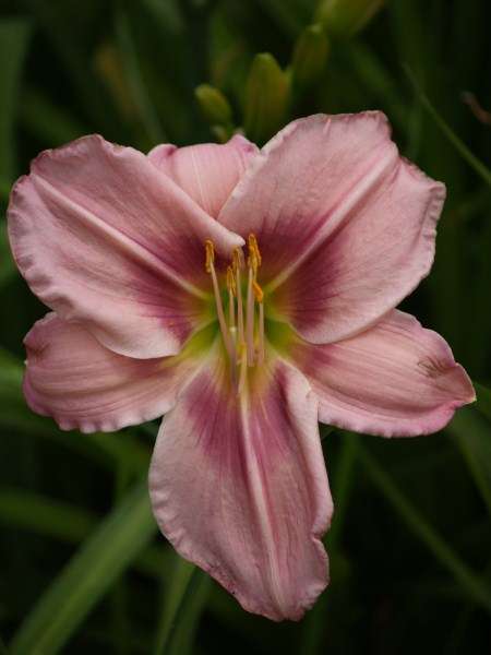 Daylily Plants: Variety: 'GRACEFUL EYE' - Soft lavender with accentuating eye zone - BEAUT!