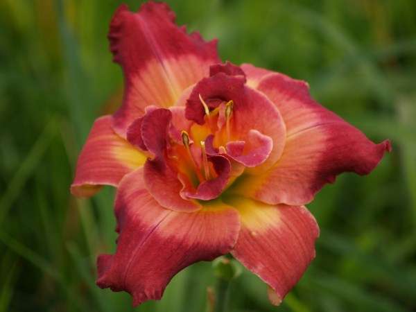 Daylily Plants: - **ONE ONLY!!* - 'SECOND MILLENIUM' - Shades of pink, double layered.