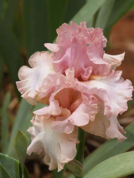Iris Plants: Variety:  'DESIGNER GOWN' - Beautiful ruffled, light pink with tangerine beard