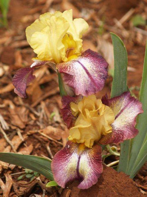 Iris Plants:  'CARNIVAL MAGIC' - Old gold standards, burg & white falls