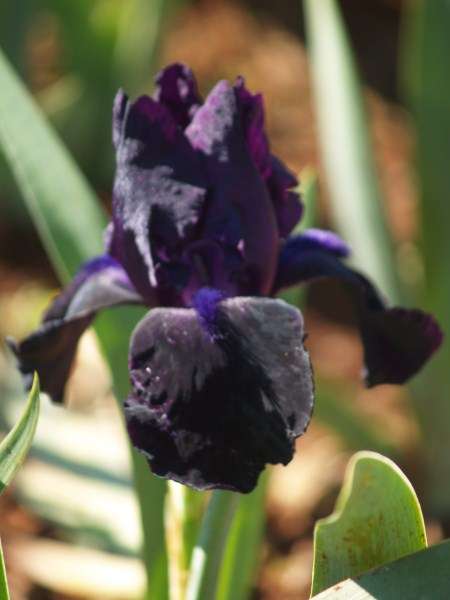 Iris Plants: Variety: 'BLACK BART' - Near black, velvety flowers **LIMITED**