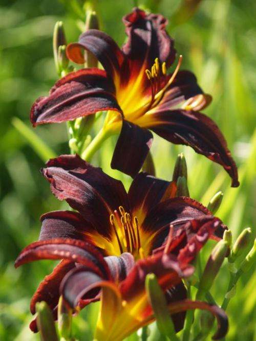 Daylily Plants: 'BLACK MAGIC' near black, velvety flowers, yellow throat. LIMITED!