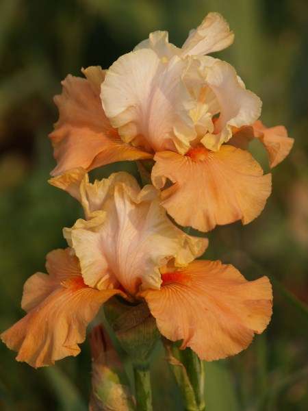 Iris Plants: FALL FIESTA - Pearly white standards on rich, burnt orange falls - **EYECATCHING!**