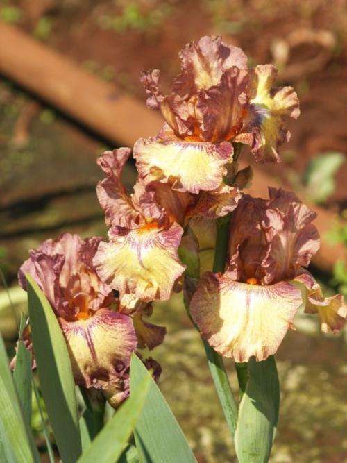 Iris Plants: MOUNTAIN MELODY - Burgundy standards, soft yellow falls